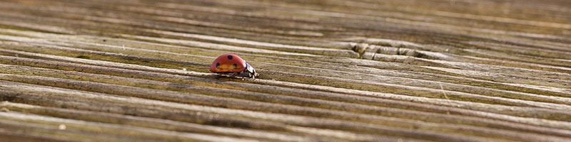 comment entretenir sa terrasse bois